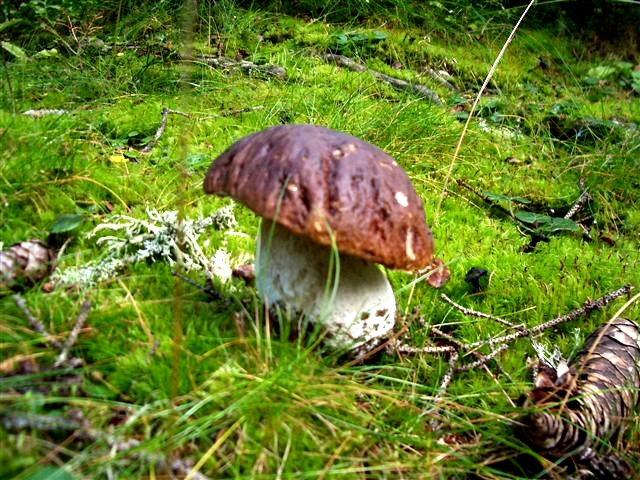 Pilz-im-Wald.jpg