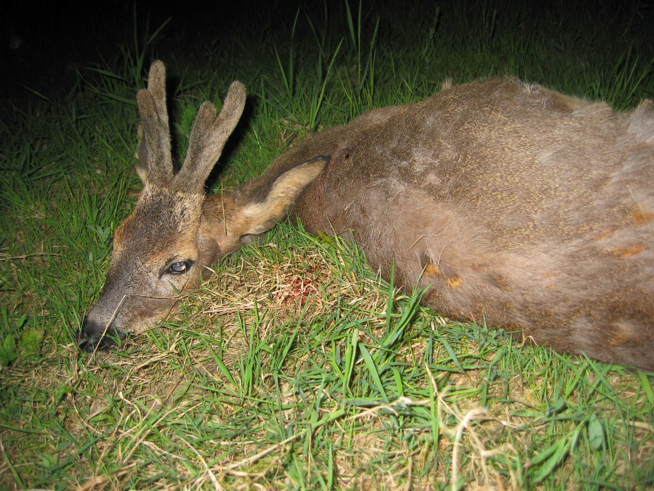 Braver Bast-Bock in Saarland...