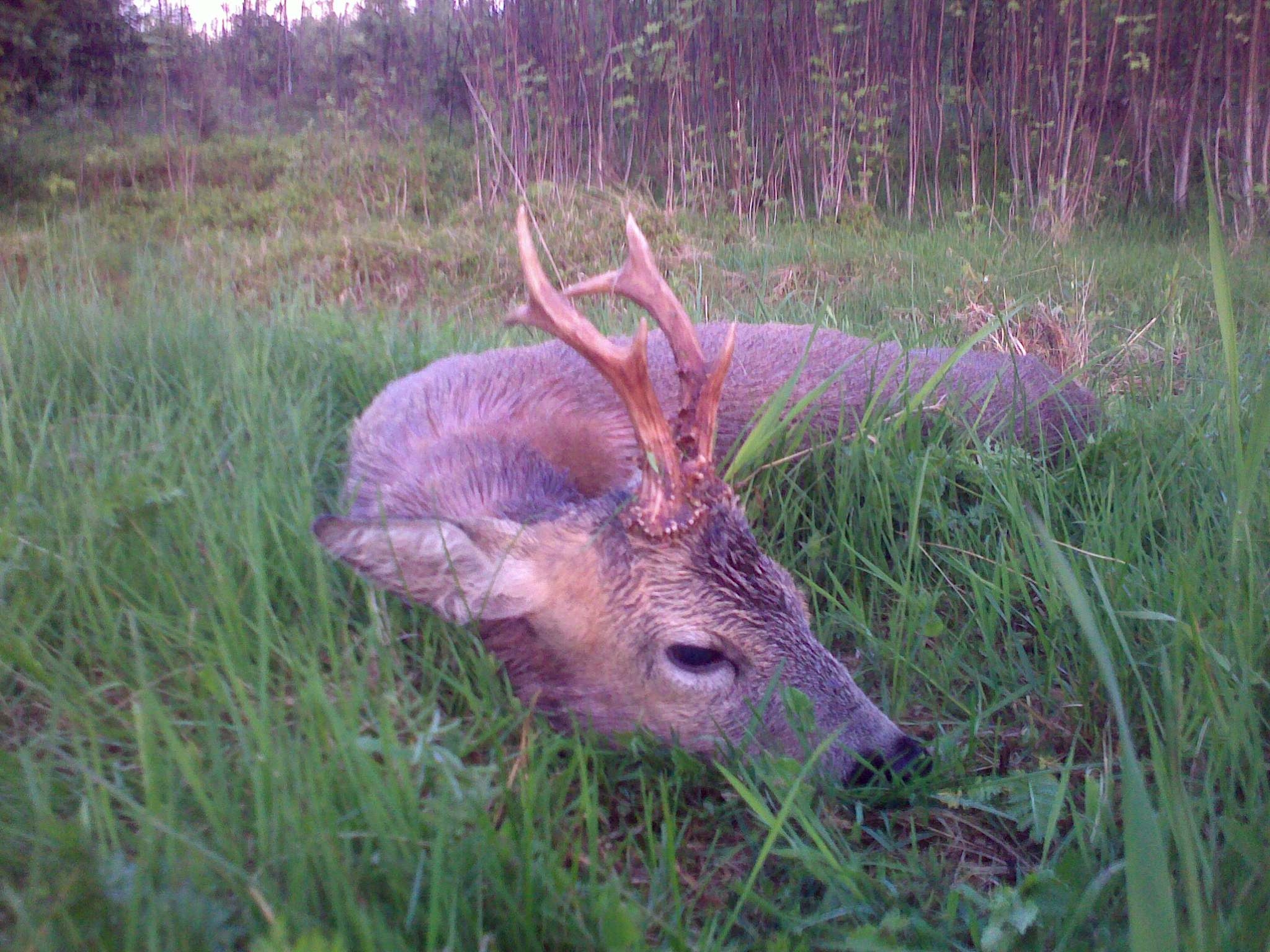 Braver Bock aus Tschechien, erlegt im Mai 2010...