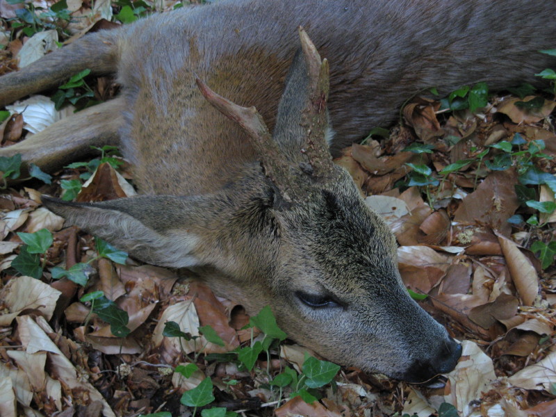 Braver Bock aus Saarland, erlegt im Mai 2011...