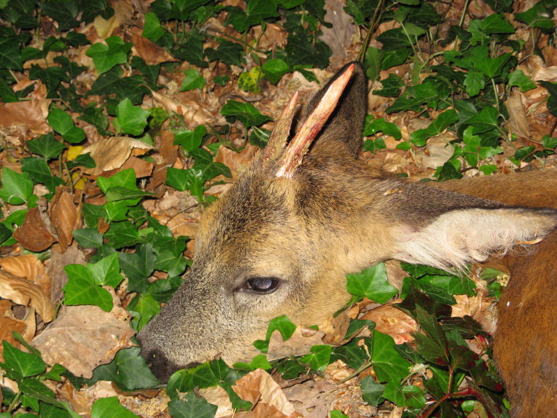 Weiterer braver Bock aus Saarland, erlegt im Mai 2011...