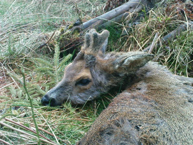 Braver Bast-Gabler in Sdschwarzwald...