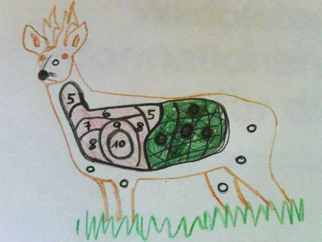 Anatomie des Rehbocks... Zeichnung Copyright  by Jachen-Fadri Filli