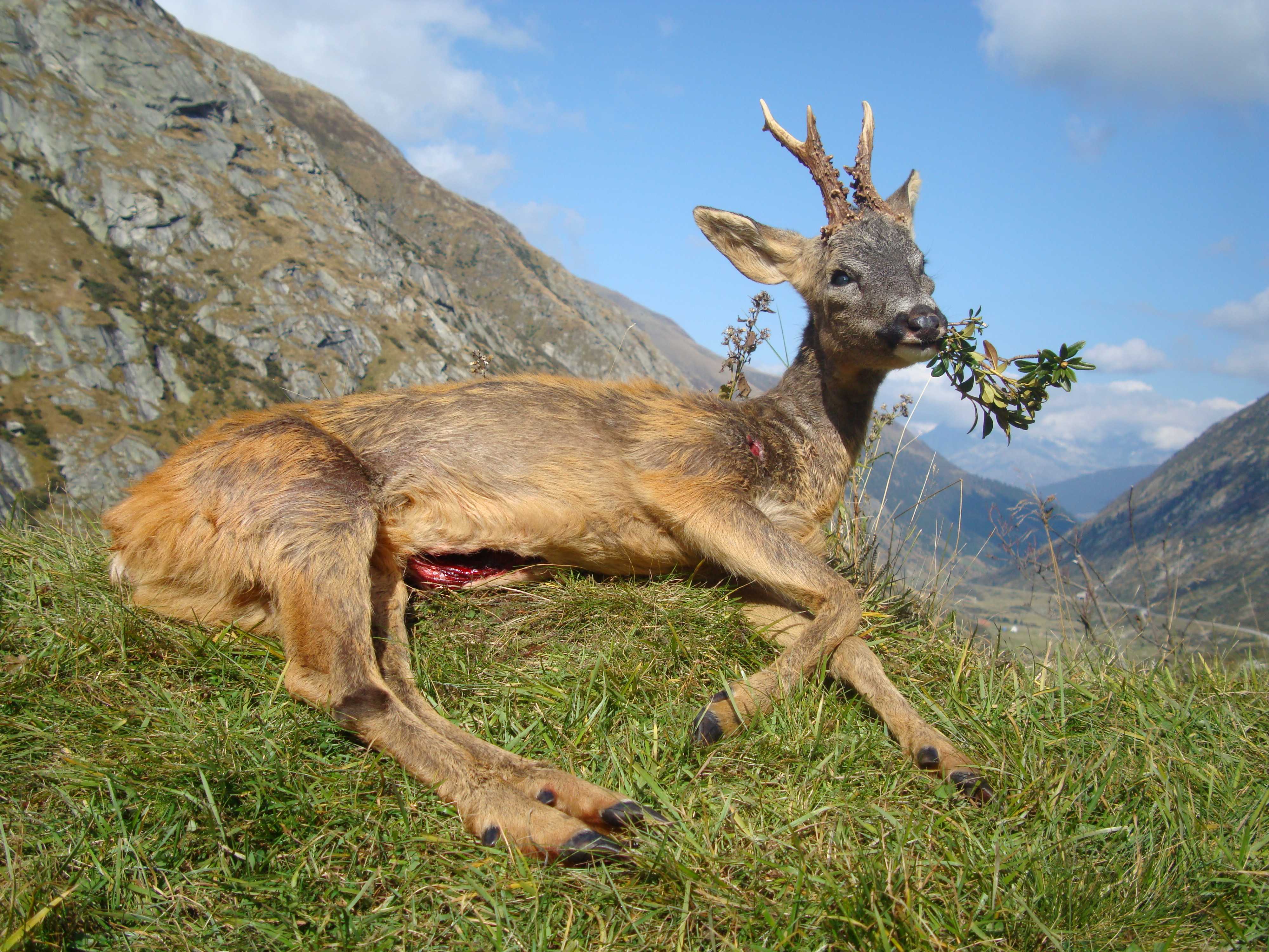 Starker Bock am Lukmanierpass...