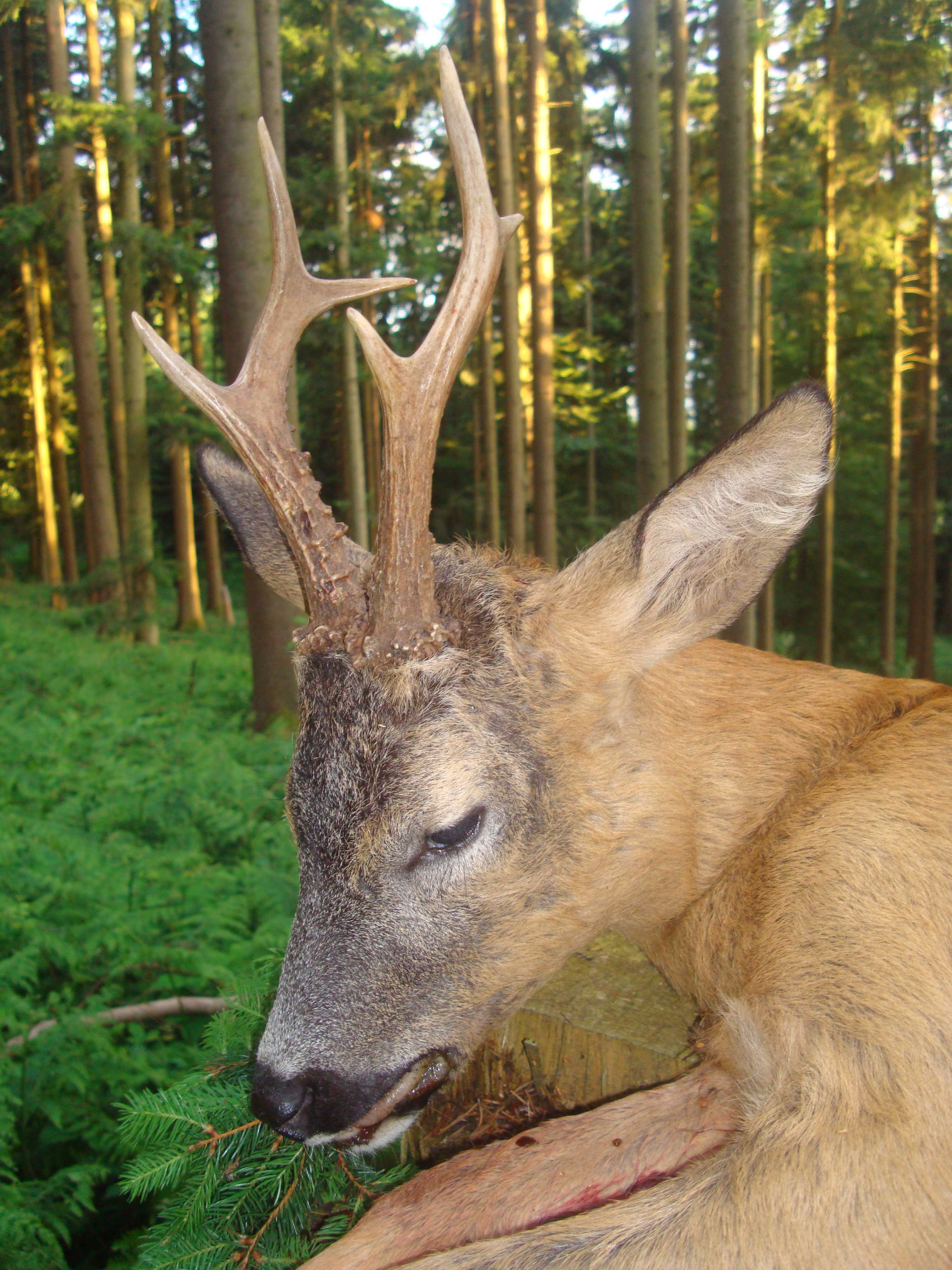 Starker Bock im Suliamt...