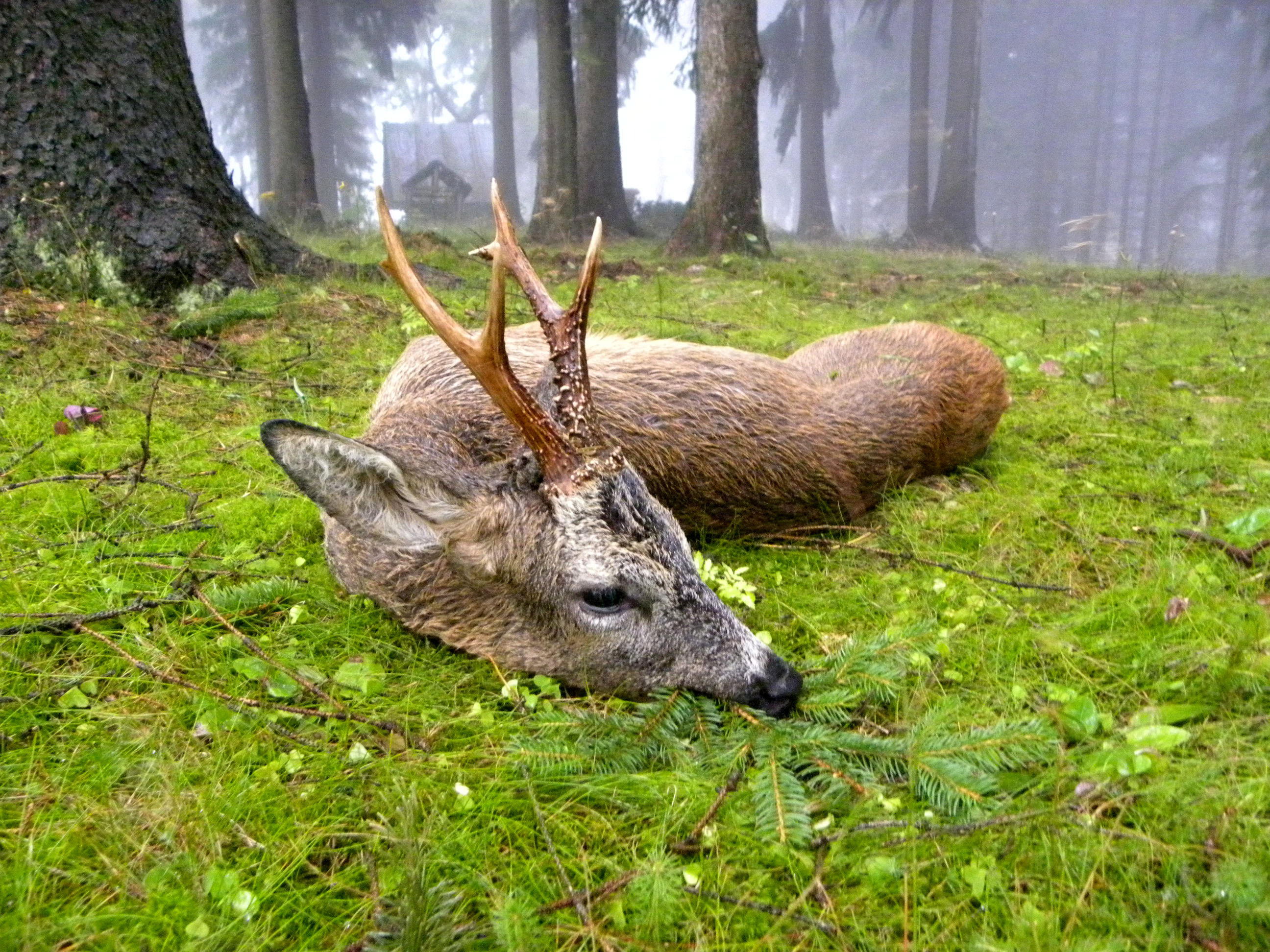 Mystischer, starker Bock aus Tschechien...